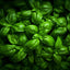 Basil Oil ( 1 L )