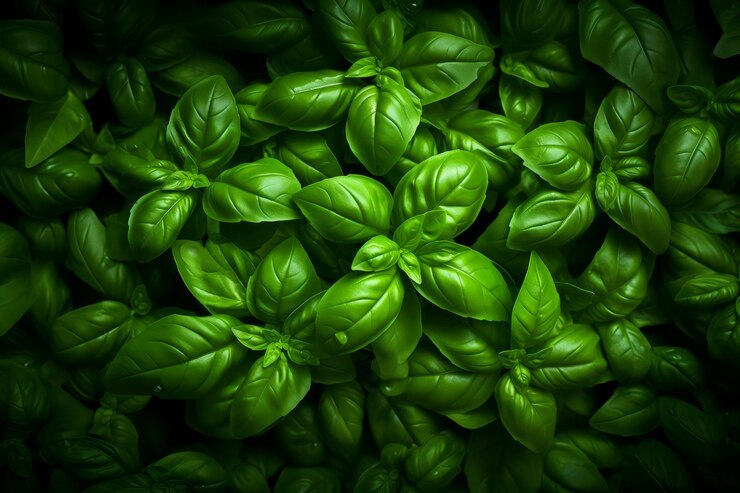 Basil Oil ( 1 L )