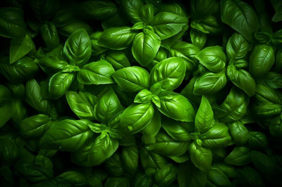 Basil Oil ( 1 L )
