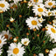 Chamomile Oil ( 1 L )