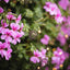 Geranium Oil ( 1 L )