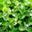 Marjoram Oil ( 1 L )