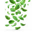 Peppermint Oil ( 1 L )