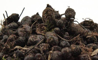 Cyperus Oil ( 1 L )