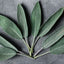 Sage Oil ( 1 L )